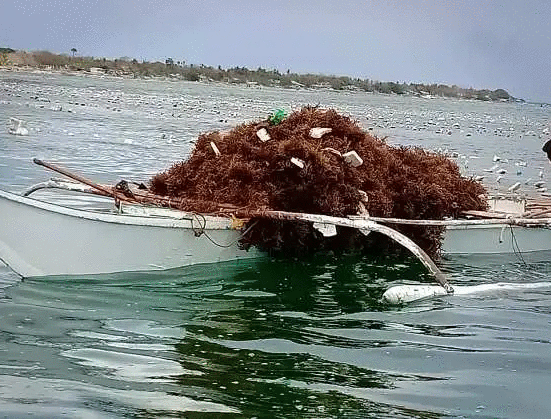 seaweed