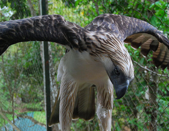 philippine eagles