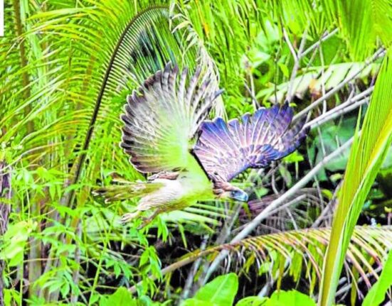 translocated philippine eagle uswag