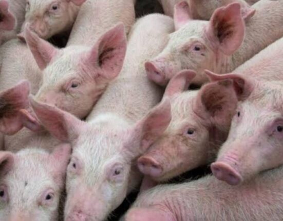 african swine fever asf