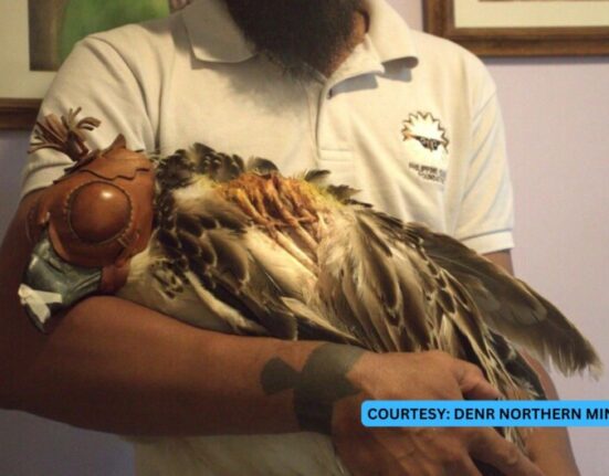 philippine eagle