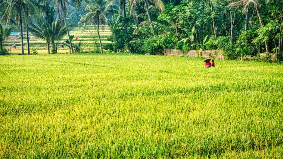 palayan