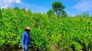 Mangrove areas sa Tacloban, isasailalim sa rehabilitasyon