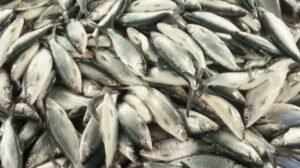 Anti-Poverty Project, na-sustain ang produksyon ng bangus sa Eastern Samar